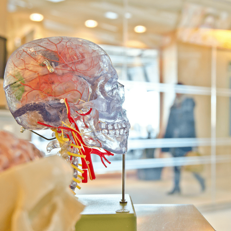 人脑的医学模型